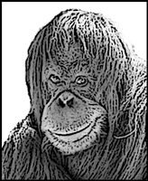 Ape Cartoon